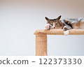 A cat relaxing on a cat tower 122373330
