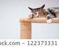 A kitten idly sitting on a cat tower 122373331