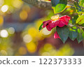 Red camellia flowers in the shade 122373333