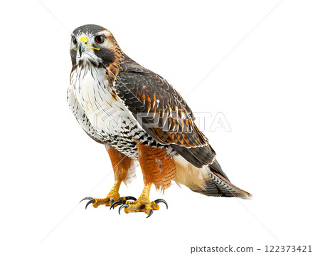 portrait of a eagle isolated on a white 122373421