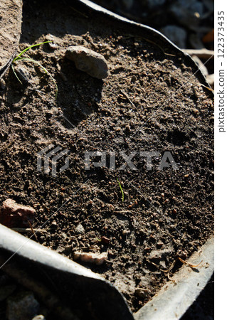 A closeup view highlights fresh soil with tiny sprouts growing inside a planting container 122373435