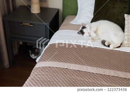 Imagine a Charming Indoor Scene That Features Relaxed Cats Comfortably Nestled on a Cozy Bed Imagine a Charming Indoor Scene That Features Relaxed Cats Comfortably Nestled on a Cozy Bed 122373436
