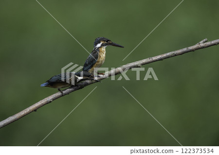 Two kingfishers perched on a branch Two kingfishers perched on a branch 122373534