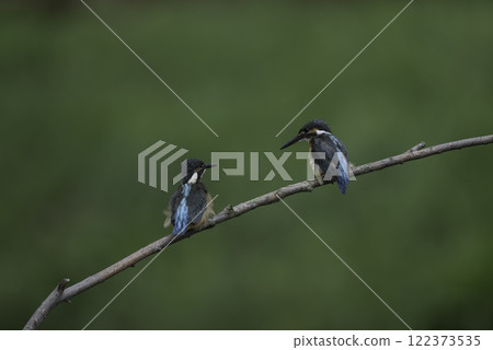 Two kingfishers perched on a branch 122373535