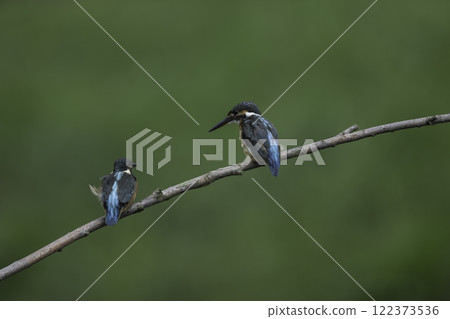 Two kingfishers perched on a branch 122373536