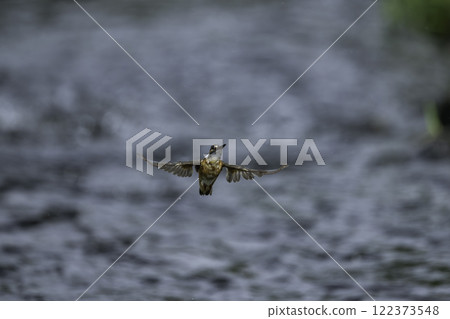 A kingfisher flying over the water 122373548