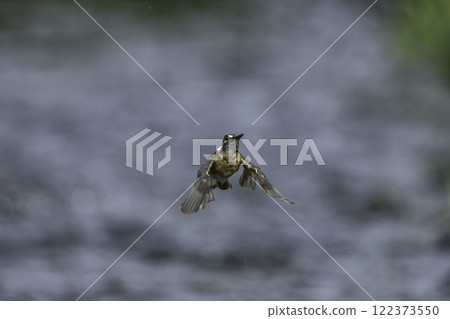 A kingfisher flying over the water 122373550