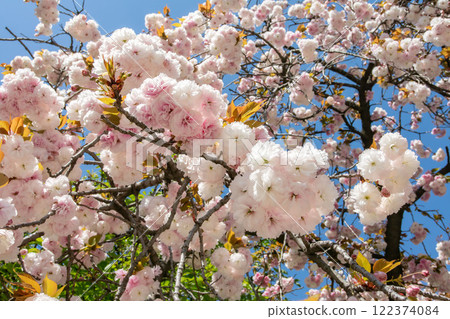 日本櫻花,普源藏 日本櫻花,普源藏 122374084