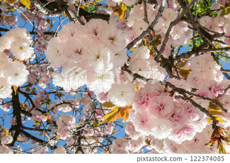 日本櫻花,普源藏 日本櫻花,普源藏 122374085