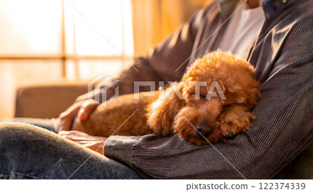 Toy poodle sleeping on lap 122374339