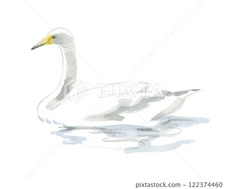 Swans floating on the water 122374460