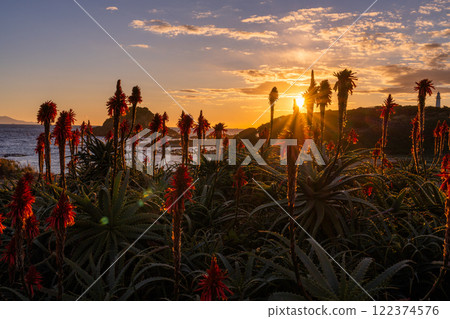 <Shizuoka Prefecture> Dawn at Tsumekizaki, Izu Peninsula 122374576