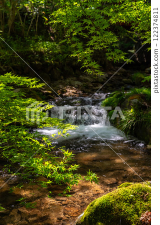 Fresh greenery along a mountain stream (Akame Town, Nabari City, Mie Prefecture) 122374811