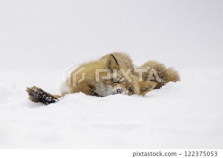 紅狐狸在雪中沐浴 122375053