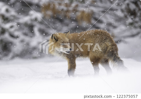 棲息在森林中的蝦夷赤狐 122375057