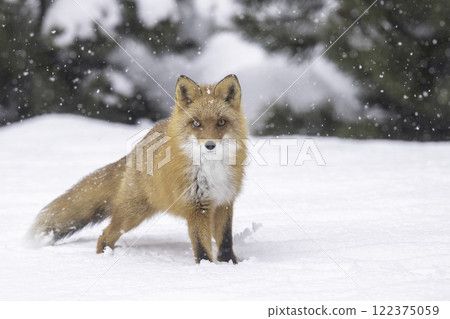 Ezo red fox nestling in the forest Ezo red fox nestling in the forest 122375059