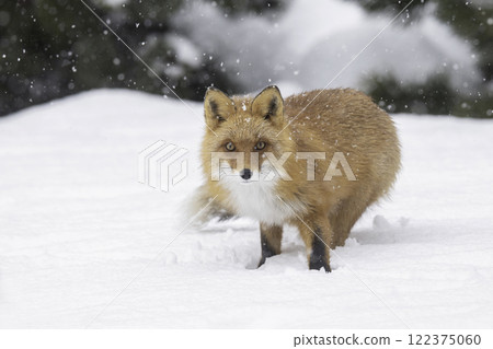 Ezo red fox nestling in the forest Ezo red fox nestling in the forest 122375060