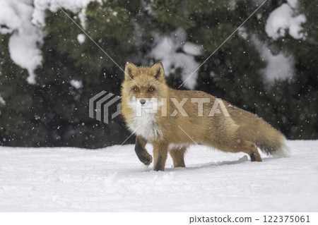 Ezo red fox nestling in the forest 122375061