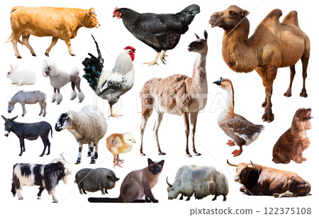 domestic animals collection domestic animals collection 122375108