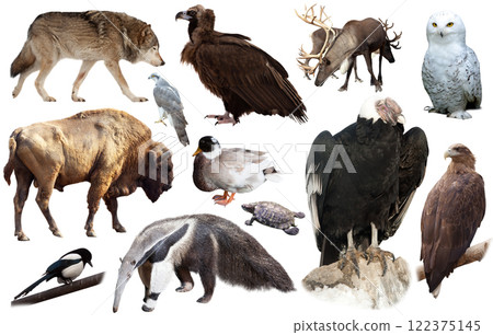american animals isolated on white 122375145