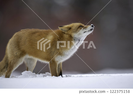 棲息在森林中的蝦夷赤狐 122375158