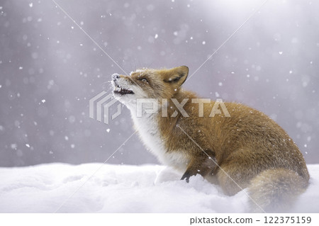 棲息在森林中的蝦夷赤狐 122375159