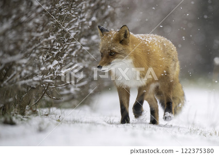 棲息在森林中的蝦夷赤狐 122375380