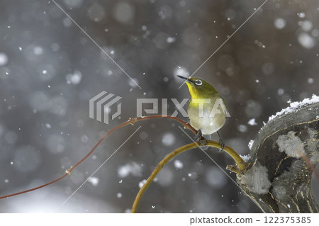 White-eye nestled on a tree branch White-eye nestled on a tree branch 122375385