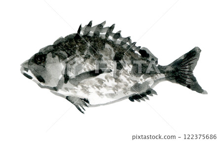 黑鯛朝左 122375686