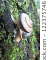 snails  122375746