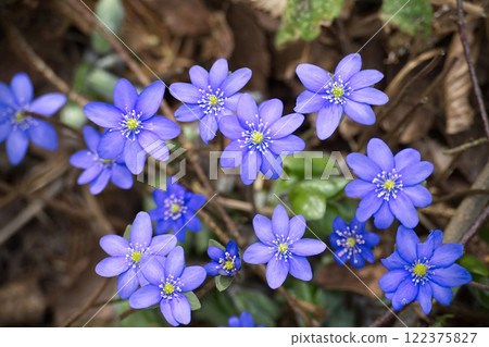 Vibrant Blue Anemone hepatica Wildflowers Blooming in a Forest Meadow During Springtime 122375827