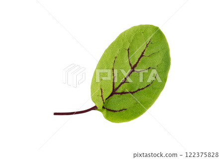 Fresh Green Leaf with Red Veins on White Background 122375828