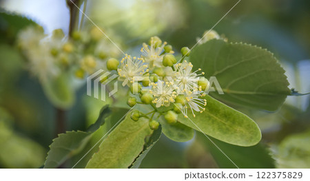 Tilia flowers blooming in spring, showing their delicate beauty Tilia flowers blooming in spring, showing their delicate beauty 122375829