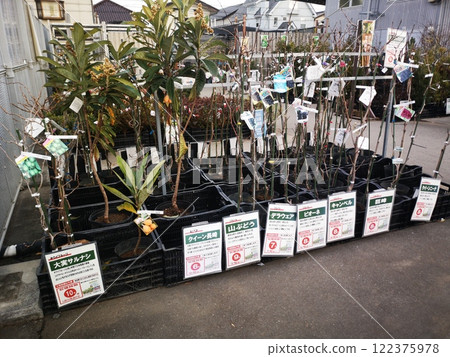 Fruit tree seedlings for sale at hardware stores Fruit tree seedlings for sale at hardware stores 122375978