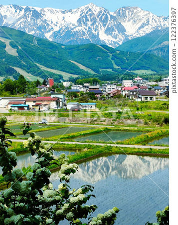 Rice fields reflecting the Hakuba Sanzan mountains Rice fields reflecting the Hakuba Sanzan mountains 122376397