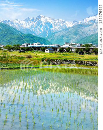 Rice fields reflecting the Hakuba Sanzan mountains Rice fields reflecting the Hakuba Sanzan mountains 122376425
