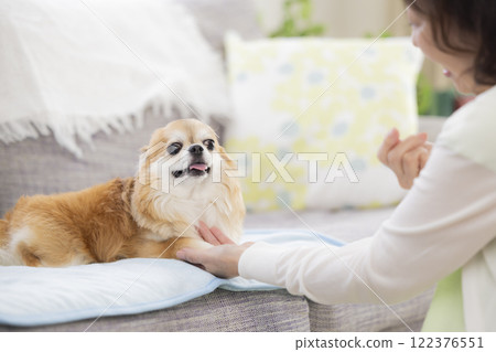 Chihuahua to get a snack 122376551