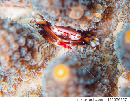 Cute red-striped coral crabs (family: Crayfish) living on table coral and others. Nakagi Hirizo Beach, Minamiizu-cho, Kamo-gun, Izu Peninsula Cute red-striped coral crabs (family: Crayfish) living on table coral and others. Nakagi Hirizo Beach, Minamiizu-cho, Kamo-gun, Izu Peninsula 122376557