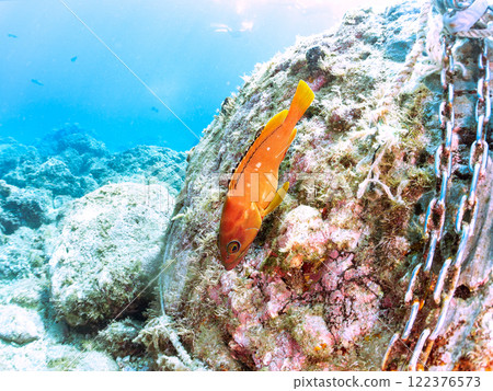 A beautiful school of young black spotted rockfish and a large red spotted grouper feeding on them and protecting them. Nakagi Hirizo Beach A beautiful school of young black spotted rockfish and a large red spotted grouper feeding on them and protecting them. Nakagi Hirizo Beach 122376573