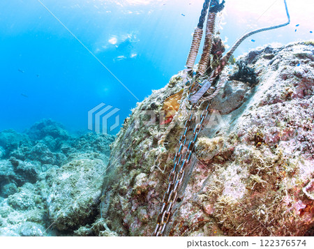 A beautiful school of young black spotted rockfish and a large red spotted grouper feeding on them and protecting them. Nakagi Hirizo Beach 122376574
