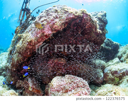 A beautiful school of young black spotted rockfish and a large red spotted grouper feeding on them and protecting them. Nakagi Hirizo Beach 122376575