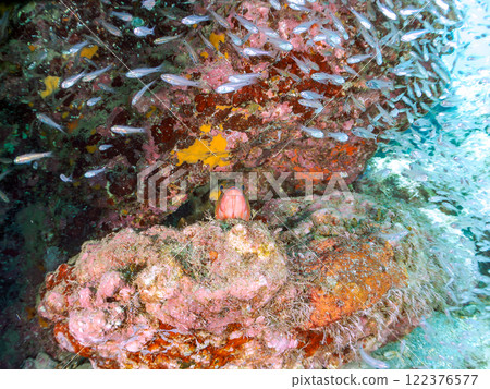 一大群美麗的黑白鱂魚幼魚和一條巨大的紅色石斑魚，在將它們用作食物的同時保護它們。中木埼三海灘 122376577