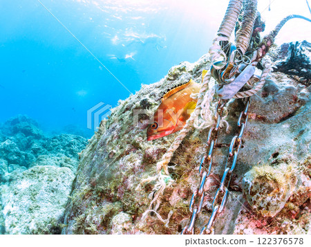 一大群美麗的黑白鱂魚幼魚和一條巨大的紅色石斑魚,在將它們用作食物的同時保護它們。中木埼三海灘 一大群美麗的黑白鱂魚幼魚和一條巨大的紅色石斑魚,在將它們用作食物的同時保護它們。中木埼三海灘 122376578