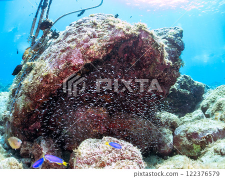A beautiful school of young black spotted rockfish and a large red spotted grouper feeding on them and protecting them. Nakagi Hirizo Beach 122376579