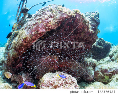 一大群美麗的黑白鱂魚幼魚和一條巨大的紅色石斑魚，在將它們用作食物的同時保護它們。中木埼三海灘 122376581