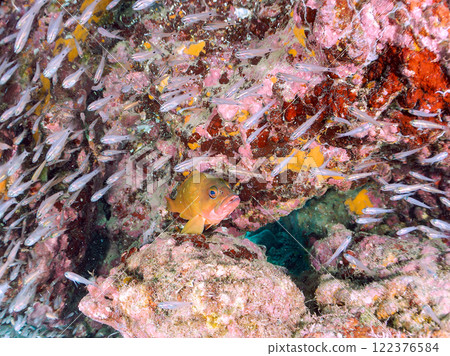 一大群美麗的黑白鱂魚幼魚和一條巨大的紅色石斑魚，在將它們用作食物的同時保護它們。中木埼三海灘 122376584