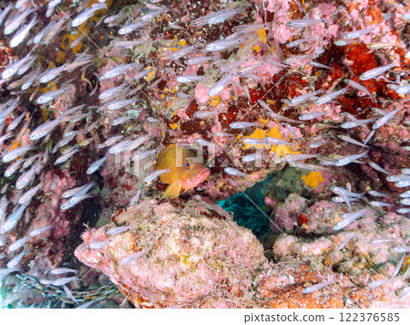 A beautiful school of young black spotted rockfish and a large red spotted grouper feeding on them and protecting them. Nakagi Hirizo Beach 122376585