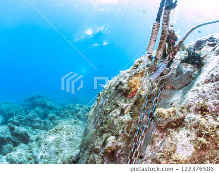 A beautiful school of young black spotted rockfish and a large red spotted grouper feeding on them and protecting them. Nakagi Hirizo Beach 122376586