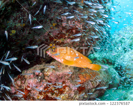 A beautiful school of young black spotted rockfish and a large red spotted grouper feeding on them and protecting them. Nakagi Hirizo Beach 122376587