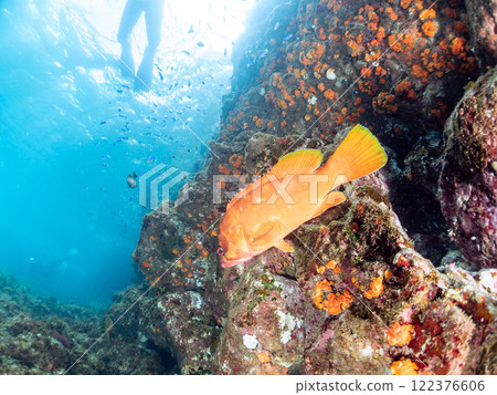 Beautiful schools of red groupers, blue damselfish and other fish, as well as soft corals such as sea lions, sea cucumbers and other species. Hirizo Beach 122376606